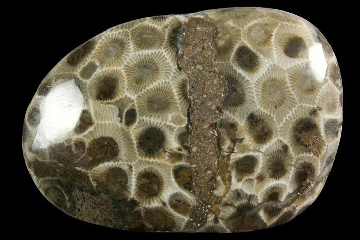 Polished Petoskey Stone (Fossil Coral) - Michigan #156106